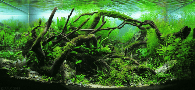 Nature Aquarium